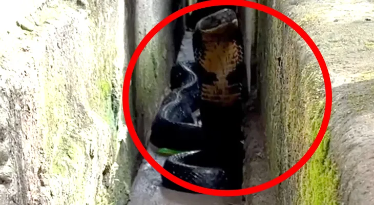 জলপাইগুড়ি থেকে উদ্ধার বিশালাকার কিং কোবরা! আতঙ্ক এলাকায়