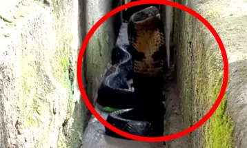 জলপাইগুড়ি থেকে উদ্ধার বিশালাকার কিং কোবরা! আতঙ্ক এলাকায়