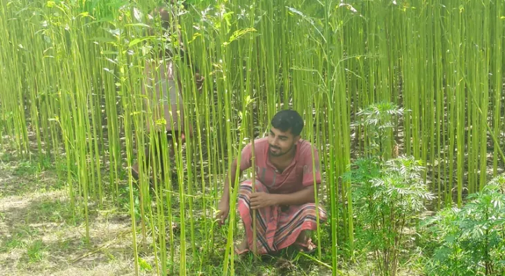 প্রয়োজনীয় পর্যাপ্ত বৃষ্টির অভাব, বিপাকে ময়নাগুড়ির পাট চাষীরা