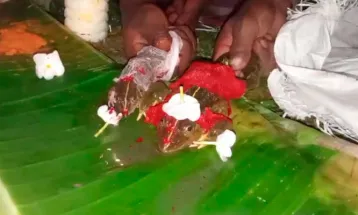 জলের ঘাটটিতে পুড়ছে ফসল, বৃষ্টির জন্য ব্যাঙের বিয়ে দেওয়ার হিড়িক জলপাইগুড়িতে