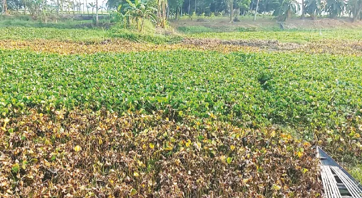 বর্ষায় হাবড়ার জলবন্দি দশা কাটাতে সংস্কার হচ্ছে পদ্মা খাল, নাংলা বিল