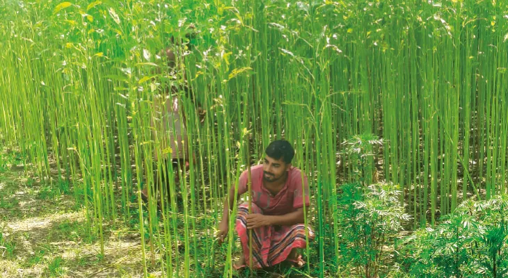 বৃষ্টির অভাবে জলাশয়ে পর্যাপ্ত জল নেই, পাট পচাতে সমস্যা