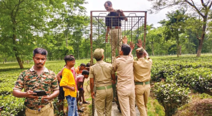 মানুষখেকো চিতাবাঘ ধরতে কলাবাড়ি চা বাগানে ৩টি খাঁচা