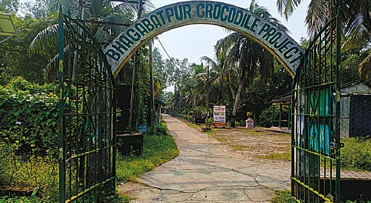 ৯০ কুমিরে ঠাসা ভগবতপুর প্রকল্প, জায়গার অভাবই মাথাব্যথার কারণ কর্তৃপক্ষের