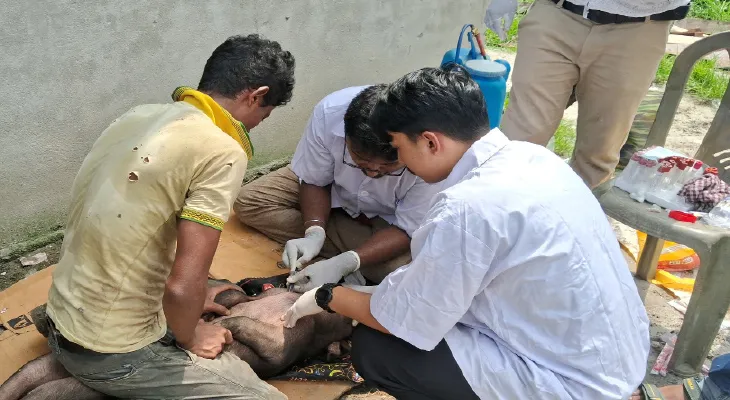 জাপানি এনসেফেলাইটিসের থাবা, শুয়োর নিয়ে হিমশিম জেলা প্রশাসন