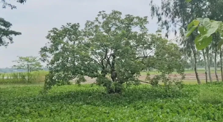 রায়পাড়ার পাহারাদার তিন শতক পুরনো হিজলগাছ