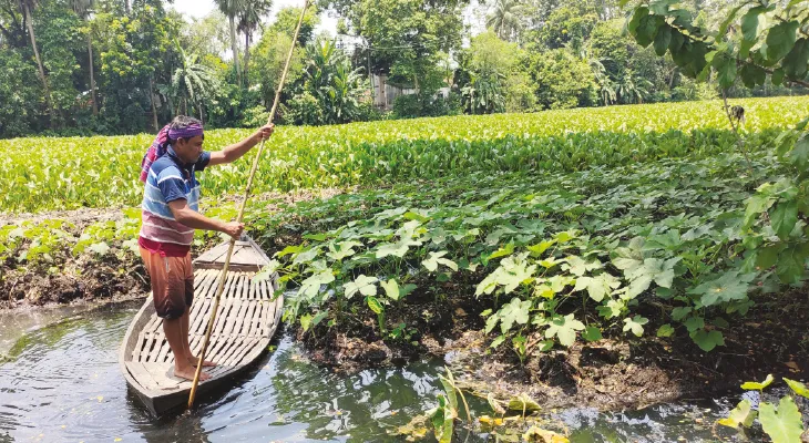 বাগদায় ইছামতীর বুকে কচুরিপানার উপর ‘ভাসমান খেত’, ঢ্যাঁড়শ ফলনের অপেক্ষা