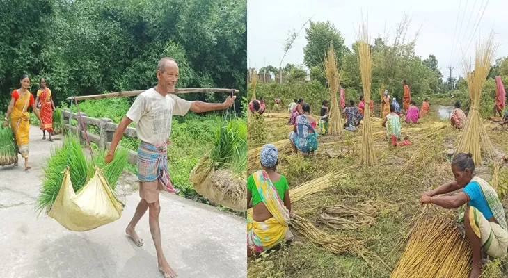 বৃষ্টি হতেই কৃষকদের মুখে হাসি চওড়া, ধান-পাট নিয়ে ব্যস্ত চাষিরা