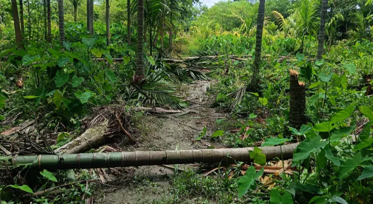 সুপারি বাগানে হাতির পালের হানাদারি, ভাঙল ১৫০টি গাছ