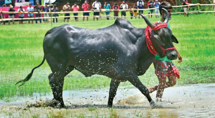 কেজি দু’য়েক ছোলা খেয়ে ঘোড়ার মতো ছোটে, ভিআইপি খাতির পায় কুলতলির কালো মাণিক