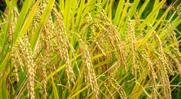 শনিবার থেকে ভারী বৃষ্টির পূর্বাভাস গৌড়বঙ্গে, আমন চাষে আশার আলো দেখছেন চাষিরা
