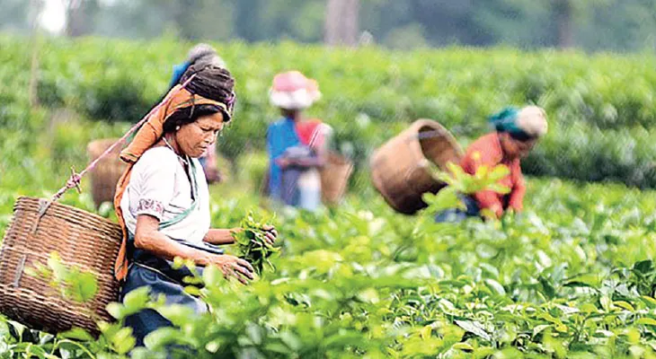 সামগ্রিক উৎপাদন বাড়লেও চা শিল্পকে চিন্তায় রেখেছে দার্জিলিং