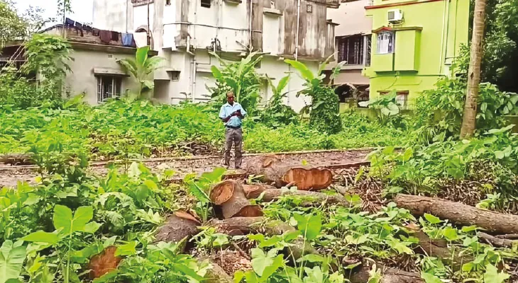 জমি বিক্রির জন্য কাটা হচ্ছে গাছ, নোটিস বনদপ্তরের