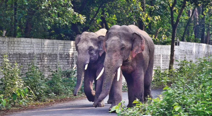 মেদিনীপুর বনবিভাগে হাতির সংখ্যা বাড়ায় জীবিকায় টান গ্রামবাসীদের