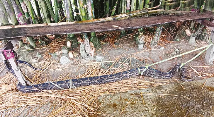 হাঁস তাড়া করায় বানারহাটে অজগরকে বেঁধে অত্যাচার