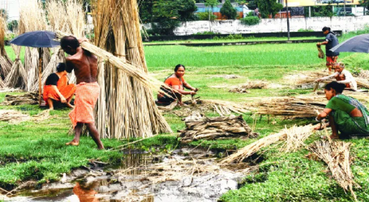 বৃষ্টিতে পাট চাষিদের মুখে হাসি