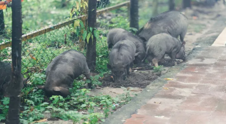 জাপানি এনসেফেলাইটিস: শুয়োরের রক্তের নমুনা পাঠানো হল বেরিলিতে