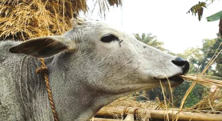 গোরু ধরতে রাস্তায় পুরসভা ও পুলিস দিনে একশো টাকা খরচ নিয়ে চিন্তা পুরুলিয়ায়