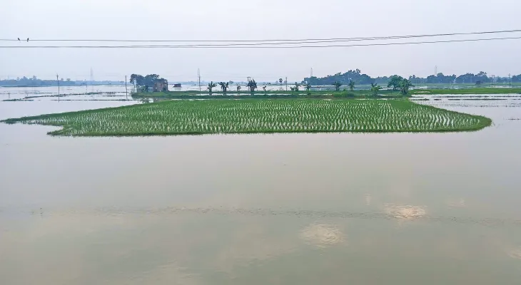 কাটোয়ায় সদ্য রোয়া ধানজমি জলমগ্ন, ঘুম উবেছে চাষিদের