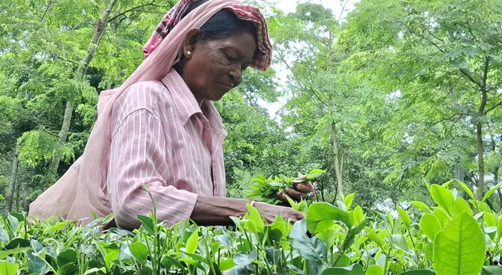 সেপ্টেম্বরের শুরুতেই চা বাগানের শ্রমিকদের বোনাস সংক্রান্ত বৈঠক