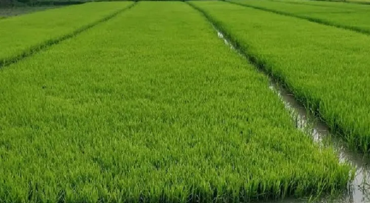 খরিফ মরশুমের শুরুতেই হালকা বৃষ্টি, বীজতলা করে স্বস্তিতে চাষিরা