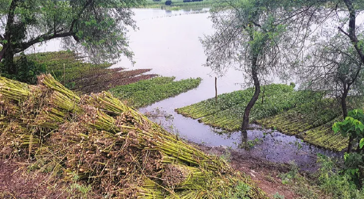 গঙ্গা-ফুলহার ফুঁসছে, কৃষিতে এবার ক্ষতি কম
