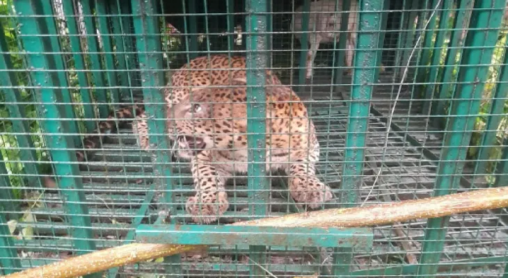 সাড়ে তিন মাস লুকোচুরি, ধরা পড়ল এলাকার ‘ত্রাস’