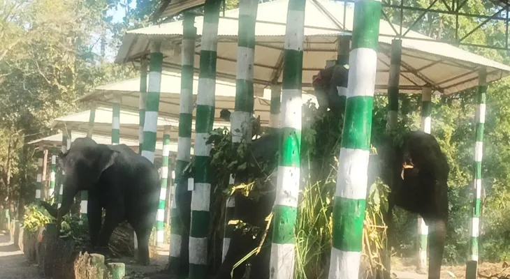 গজ-পাঠশালা থেকে হস্তির রূপচর্চা-স্নান চাক্ষুস, সেলফি! পুজোয় গোরুমারায় পর্যটক টানতে হাতিই বিশেষ আকর্ষণ বনদপ্তরের