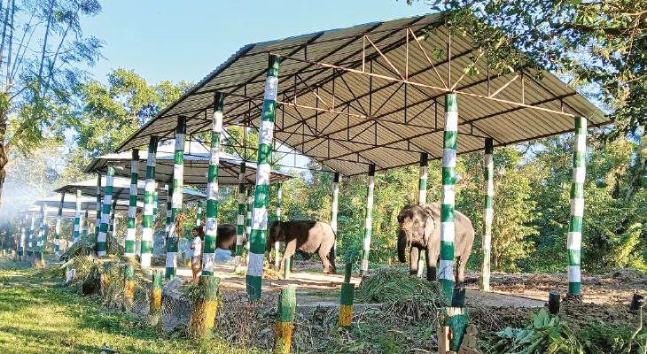 পুজোয় গোরুমারায় পর্যটক টানতে এবার হাতিই ইউএসপি বনদপ্তরের