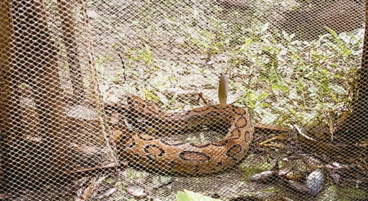 উলুবেড়িয়ায় উদ্ধার চন্দ্রবোড়া ও গোসাপ