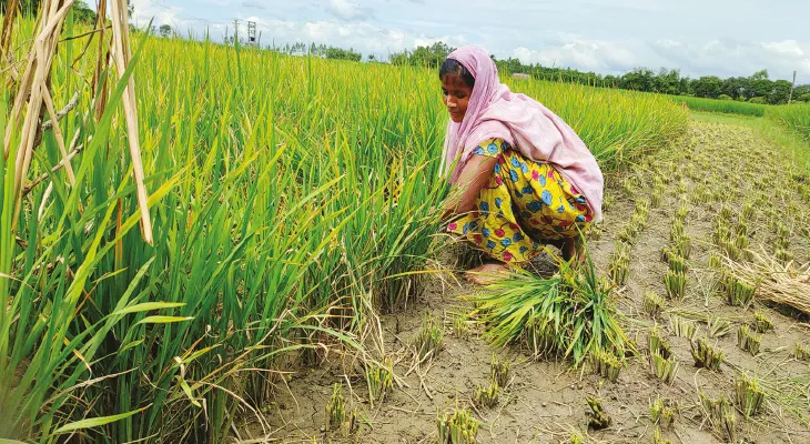 মালদহে সাফল্য, কৃষক বন্ধু প্রকল্পে চাষিদের খাতায় ১৫১ কোটি ২৭ লক্ষ