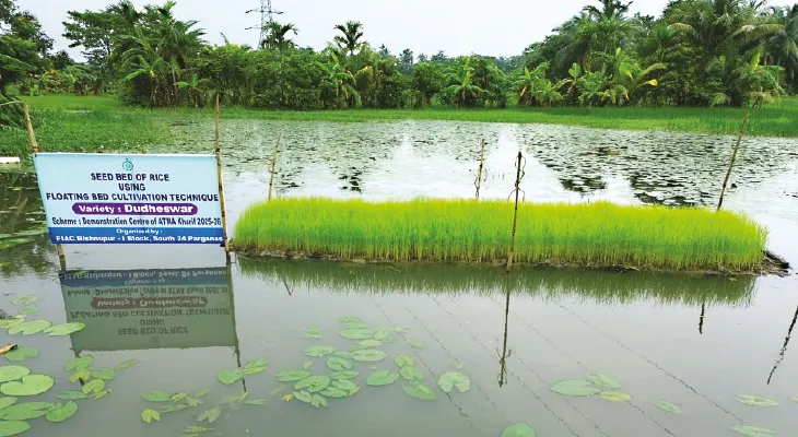 বর্ষা এলেই বিপত্তি, বাঁশের কাঠামোয়  ভাসমান জমিতে সবজি চাষের উদ্যোগ