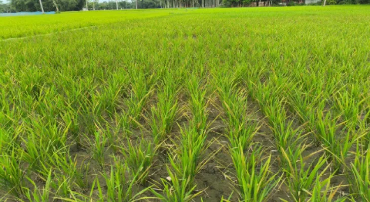 হলদে হচ্ছে আমনের পাতা, উদ্বিগ্ন চাষিরা, পরামর্শ দিচ্ছে কৃষিদপ্তর