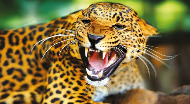 নাবালককে তুলে নিয়ে গেল চিতাবাঘ