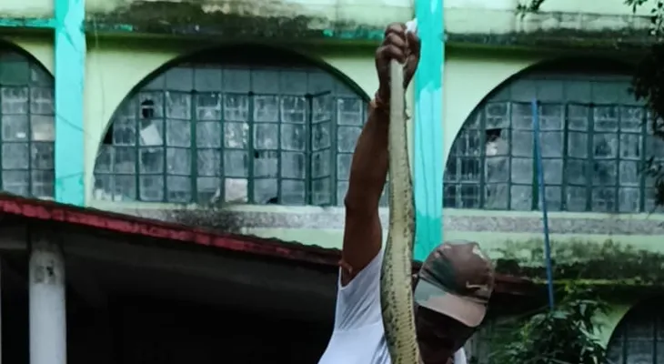 জাতীয় সড়কে অজগর! থমকে গেল যানবাহন