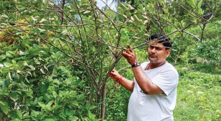 গাছে ফুল ধরেছে, কাশ্মীর-হিমাচলের সঙ্গেই কি এবার বাজারে মিলবে সুন্দরবনের আপেল!