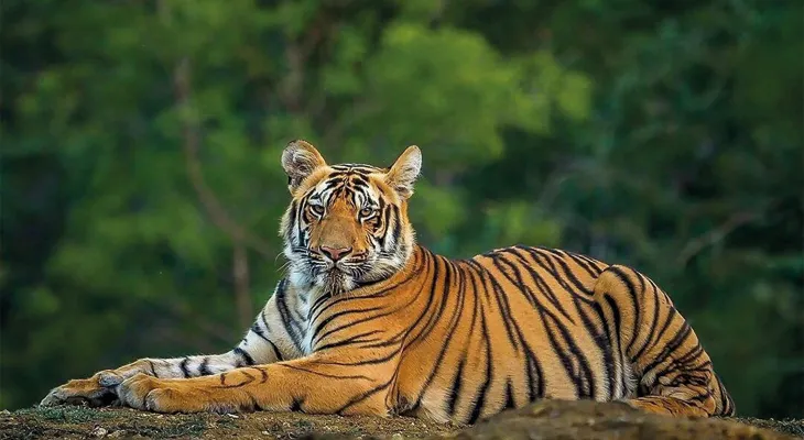 গোসাবার গ্রামে বাঘের আতঙ্ক, নদীতে শুরু রাত্রিকালীন টহল