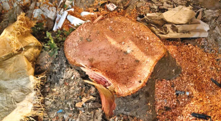 কালিকাপুরে বহু প্রাচীন মেহগনি গাছ গায়েব, থানায় অভিযোগ দায়ের