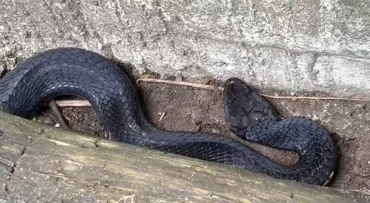 ময়নাগুড়িতে উদ্ধার ১২ ফুট লম্বা কিং কোবরা! এলাকায় চাঞ্চল্য