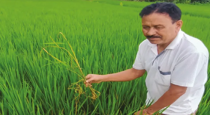 শিষের আগে মাজরা হানা, কড়া বিষ প্রয়োগেও মরছে না! ধান উৎপাদনে ব্যাপক ঘাটতির আশঙ্কা
