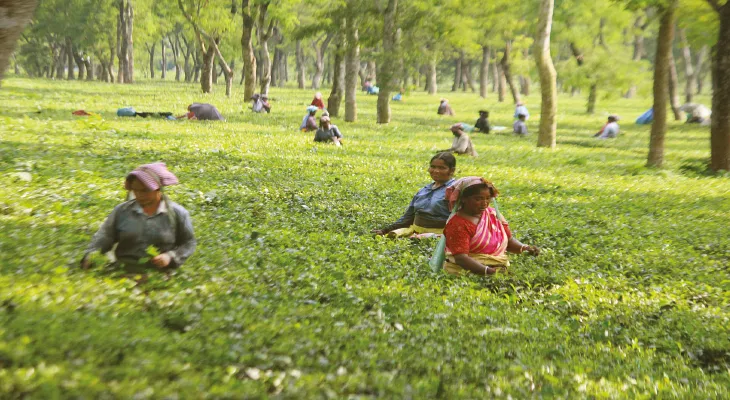 ২৭৬টির মধ্যে এপর্যন্ত বোনাস ১৭০টি বাগানে, চা বাগানে বোনাস হতেই তৃণমূলের নাম ভাঙিয়ে টাকা তোলার অভিযোগ