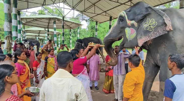 হাতিপুজো শেষে আপেল, আঙুর, নাসপাতি খেল হিলারি, জেনিরা! কুনকিদের খুনসুটিতে মুগ্ধ পর্যটকরা