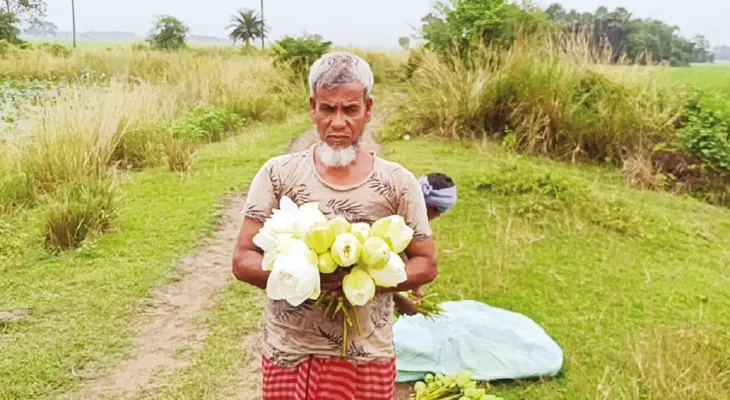 খণ্ডঘোষে বাবরের চাষ করা পদ্ম ঠাঁই পাবে মা দুর্গার চরণে