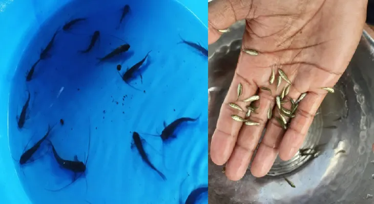 আত্রেয়ীতে হারিয়ে যেতে বসা রাইখর মাছের কৃত্রিম প্রজনন জলপাইগুড়িতে