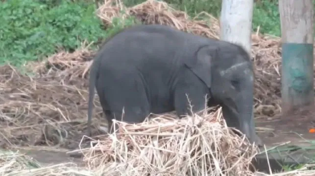 গোরুমারা: মেঘলার খুনসুটিতে মুগ্ধ পর্যটকরা, একরত্তির দুষ্টুমি উপভোগ করছে কুনকির দল