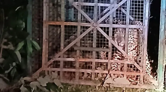 কলাবাড়ি, আংরাভাসাকে কেন্দ্র করে ১০ কিমি চিতাবাঘ উপদ্রুত এলাকা, ঘোষণা বনদপ্তরের