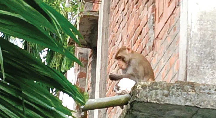 তছনছ করে দিচ্ছে প্যান্ডেলের নকশা, প্রতিমার সাজ বাঁদরের উপদ্রবে মাথায় হাত উদ্যোক্তাদের