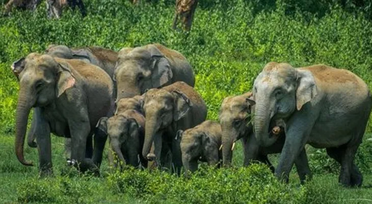 ডুয়ার্সে মোষের গাড়িতে জঙ্গল ভ্রমণ