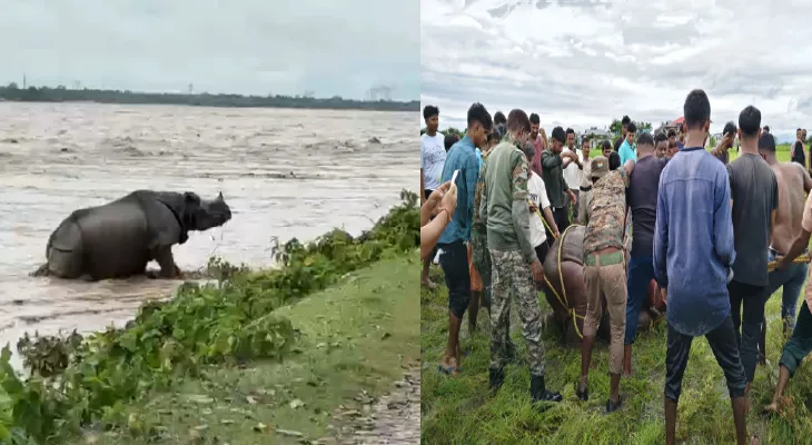 মেচি নদীতে ভেসে গেল হস্তিশাবক, তোর্সায় গন্ডার