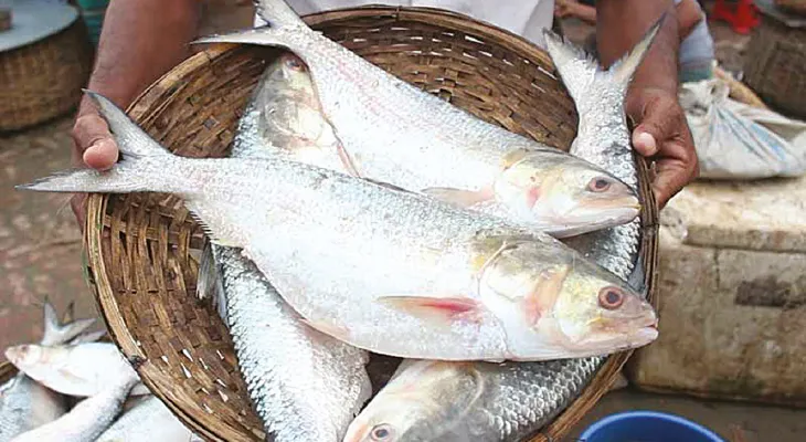 লক্ষ্মীপুজোয় জোড়া ইলিশ দেওয়ার প্রথা পদ্মার ইলিশ বিক্রি ১৮০০-২০০০ টাকা কেজি দরে